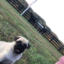 Pug Puppies from Hopestars Pugs