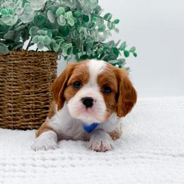 Boy 1 - Blenheim male Cavalier King Charles Spaniel puppy in North Carolina from NC Doodle Puppies