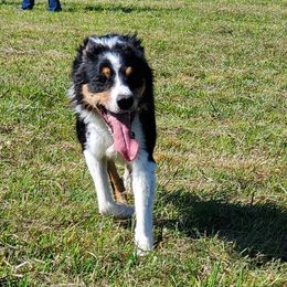 Maxwell - Border Collie