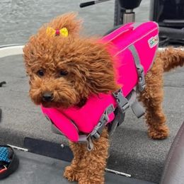 Kimber - Goldendoodle