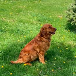 Daisy - Golden Retriever