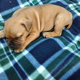 Staffordshire Bull Terrier Puppies from Bold Play Staffords