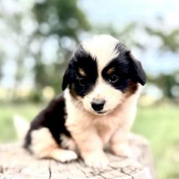 Starbucks - Black and white female American Corgi puppy in Bayard, Nebraska from Puppies by Alies