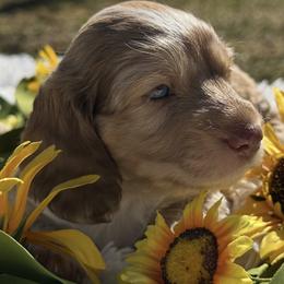 Sailor - Chocolate and cream male Dachshund puppy in Bentonville, Arkansas from T & D Dachshunds by design