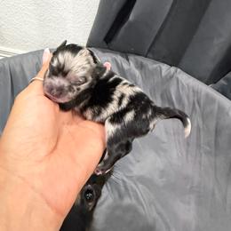 King - Blue merle male Pomeranian puppy in Moody, Texas from Luxury Pets of Central Texas
