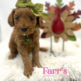 Green collar - Red  female Goldendoodle puppy in Ohio from Farr’s Goldens and Doodles