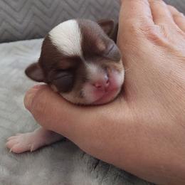 Nacho - Chocolate and white male Chihuahua puppy in Brook Park, Minnesota from Northstar Chihuahuas