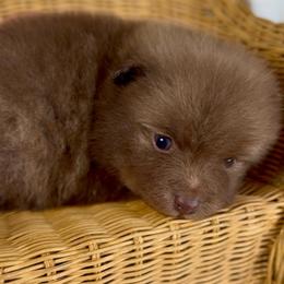 Sailor - Chocolate male Pomeranian puppy in Eden, North Carolina from Whippoorwill Pomeranians