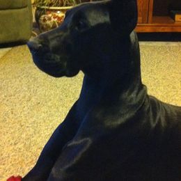 Great Dane All Grown Up from Blackgold Great Danes
