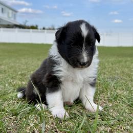 Shetland Sheepdog Puppies from Lexy's Shetland Sheepdogs