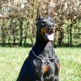 Quella Von Schwarze Kraft - Doberman Pinscher
