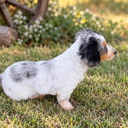 Princess - Dapple female Dachshund puppy in Pleasant Plains, Arkansas from JGBs Silver Spur Dachshunds