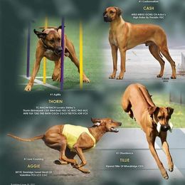 Rhodesian Ridgeback Puppies from Aziza Ridgebacks