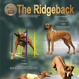 Rhodesian Ridgeback Puppies from Aziza Ridgebacks