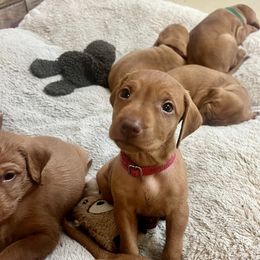 Female puppy 1 - Golden rust female Wirehaired Vizsla puppy in Falmouth, Kentucky from Compass Wirehaired Vizslas