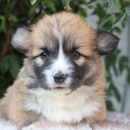 Sable fluffy boy - Sable male Pembroke Welsh Corgi puppy in Caliente, California from Rafter Cross 7