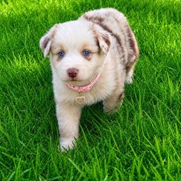 Marina - Red merle female Australian Shepherd puppy in Howardsville, Virginia from Spectacular Aussies and Cavaliers