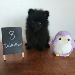 Ladie - Black female Pomeranian puppy in Newark, Texas from Uniting Families Pomeranians