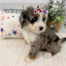 Miss Patriot - Merle female Bernedoodle puppy in Hegins, Pennsylvania from Bubbling Springs Doodles, LLC