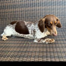 Daisy - Dachshund
