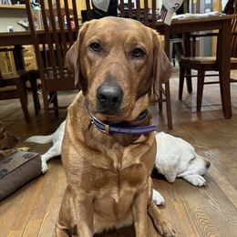 Palmer - Labrador Retriever