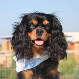 Breeze - Cavalier King Charles Spaniel