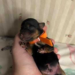 Orange -Ray - Black and gold male Yorkipoo puppy in Clover, South Carolina from Cudi’s Buddies