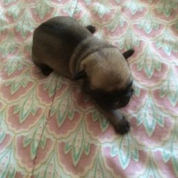 Pug Puppies from House of Briggs Pugs