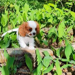 Cavalier King Charles Spaniel Puppies from London Fog Cavaliers