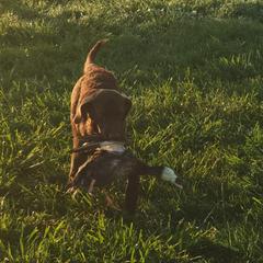 Shaggy - Chesapeake Bay Retriever