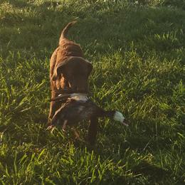 Shaggy - Chesapeake Bay Retriever