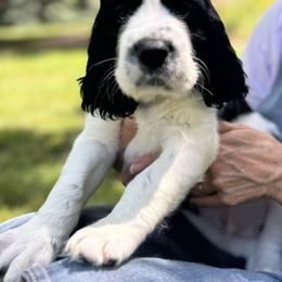 Nico - Black and white male English Springer Spaniel puppy in Torrington, Wyoming from Wyoming Springer Spaniels