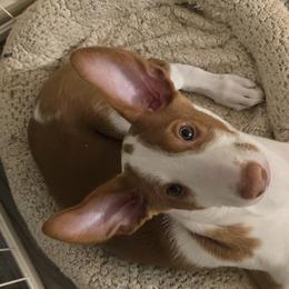 Ibizan Hounds from Kiwi Treasures