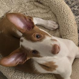 Ibizan Hounds from Kiwi Treasures