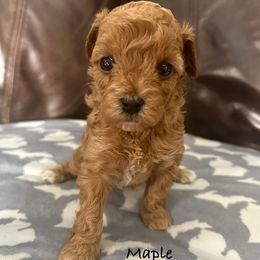 Maple - Red female Havapoo puppy in Lake Ann, Michigan from Riyem Wildflower Farms