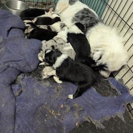 Australian Shepherd and Great Dane Puppies from AEW Farm