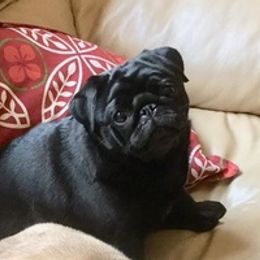 Pugs from Susan Davis' Pugs