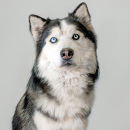 Kiro - Black and white male Siberian Husky puppy in Meadow Vista, California from Thistle Hill Siberians