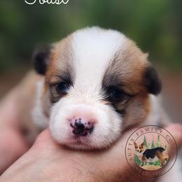 Toast - Red male Pembroke Welsh Corgi puppy in Cameron, North Carolina from Butts Family Corgis