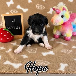 Hope - Black and white female Sheepadoodle puppy in Glen Rose, Texas from Clevenger’s Sheepadoodle Fur Baby Farm