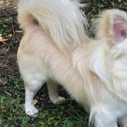 Chihuahuas from Mataje Chihuahuas