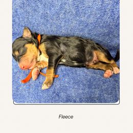 Fleece - Sweater Weather Theme - Tri-color male Bernedoodle puppy in Charleston, South Carolina from Palm Belle Doodles