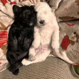 Miniature Schnauzer Puppies from Olde Tyme Miniature Schnauzer’s