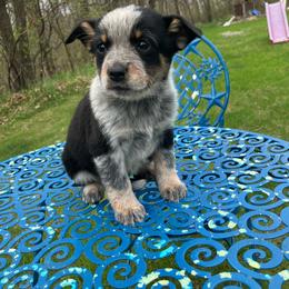 Twizzler - Blue female Australian Cattle Dog puppy in Lancaster, Minnesota from Weleski Chocolate Heelers