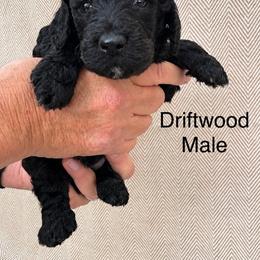 Driftwood - Black male Poodle puppy in Woodleaf, North Carolina from Circle T Ranch K9s