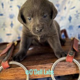 Julip - Black female Labrador Retriever puppy in Sullivan, Missouri from O’Dell Labs
