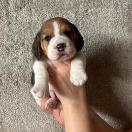 Reese's - Black tan and white male Beagle puppy in St. Cloud, Minnesota from Beagle Blessings