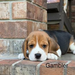 Gambler - Black tan and white male Beagle puppy in Mansfield, Missouri from Rippee Creek Kennel