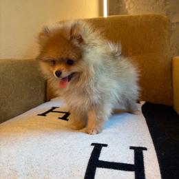Daniel - Orange sable male Pomeranian puppy in San Antonio, Texas from San Antonio Pomeranian