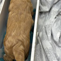 Cavalier King Charles Spaniel and Labrador Retriever Puppies from Happy Tails Kennel